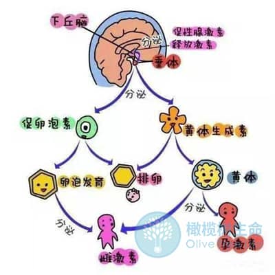 解读导致女性无排卵的因素，做试管婴儿能成功吗？