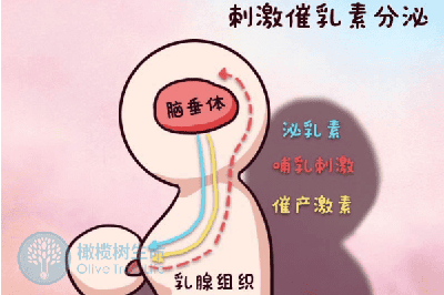 泌乳素过高对试管周期的影响-试管前该如何调理？