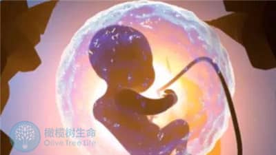 养不养囊如何选？3招帮你提高胚胎质量！