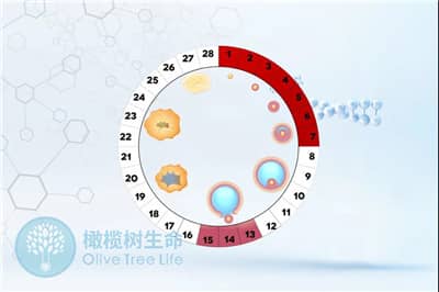 多次取卵都是空卵?去泰国试管如何提高获卵率？