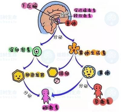 内分泌失调会影响泰国试管婴儿的成功率吗？