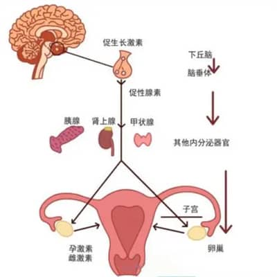 卵子不成熟是由什么原因导致？可以做试管婴儿吗？