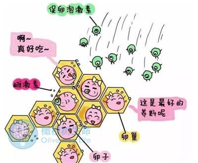 去泰国做试管婴儿：促卵泡生成素偏低影响取卵吗？