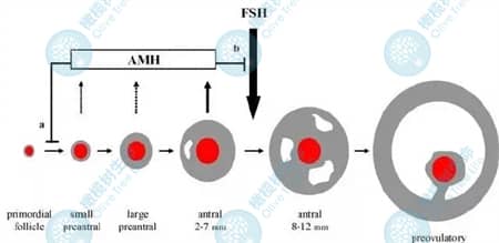 试管促排后FSH一直升高，会是空卵泡吗？