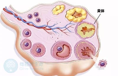 取卵后出现“空卵”怎么办?试管婴儿如何提高获卵率?