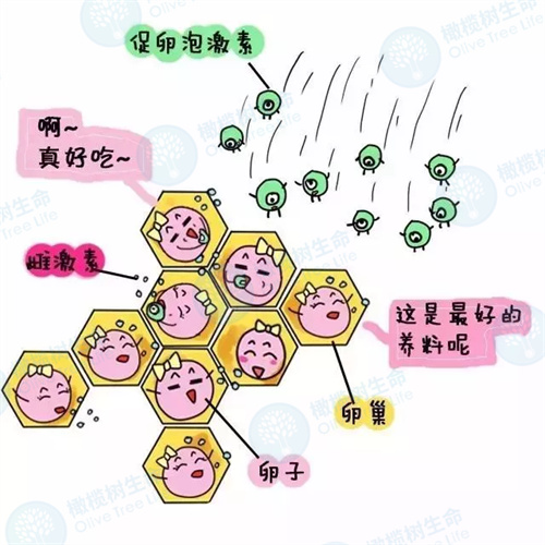 久备不孕的原因既然是雌激素分泌不足，该如何解决？