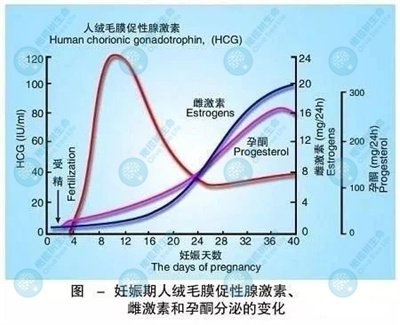 试管婴儿期间，HCG各个阶段起什么作用？