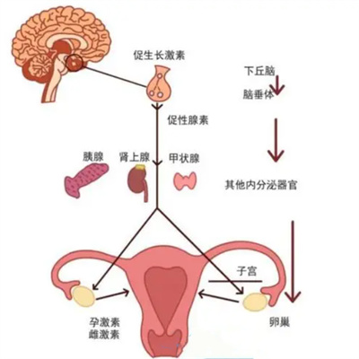 女性体内雄激素过高，影响试管婴儿成功率吗？