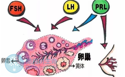 促卵泡激素高意味着什么?做试管婴儿试管会有影响？