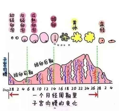 内分泌失调对试管治疗有影响？如何实现好孕之策