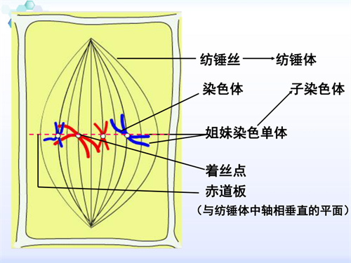 想降低胚染异常率，这2个方法或许可以试试！