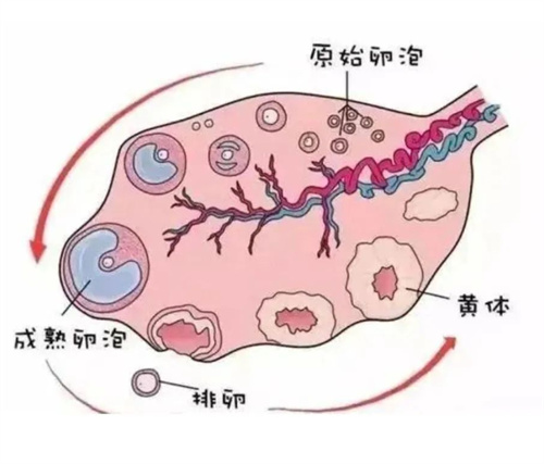 你的卵泡为什么成熟不了？逃不过这六个原因！