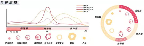 卵巢功能下降，巧用激素变化抓住一线“生”机！