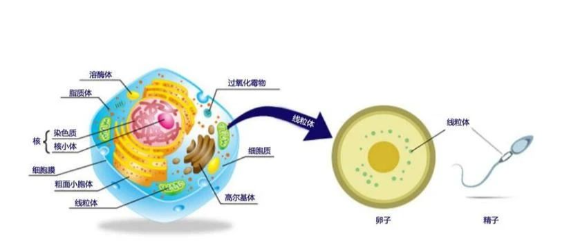 40岁以上的不孕女性可选择试管婴儿治疗