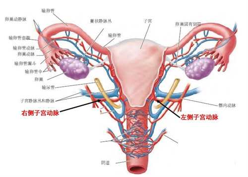 想要改善内膜血流灌注，不能少了阿司匹林！