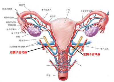 胚胎喜欢的内膜有3个特点！7招就能养出来！