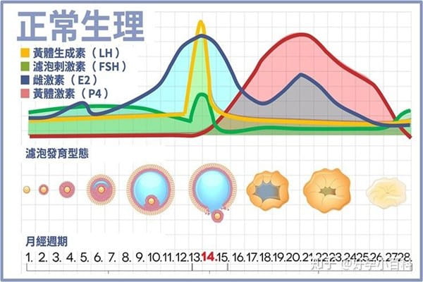 做试管婴儿前为什么要检查激素六项？